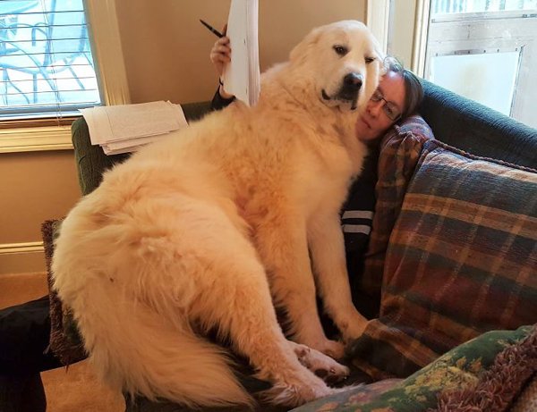 Huge Dogs (30 pics)