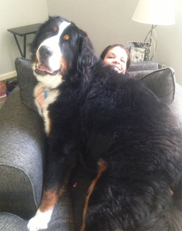 Huge Dogs (30 pics)
