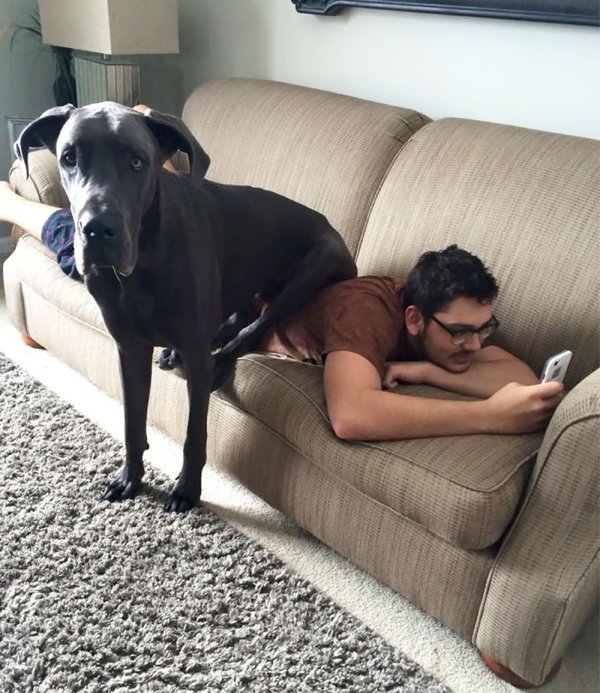 Huge Dogs (30 pics)