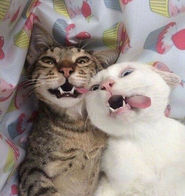 ''Angry'' Cats (25 pics)