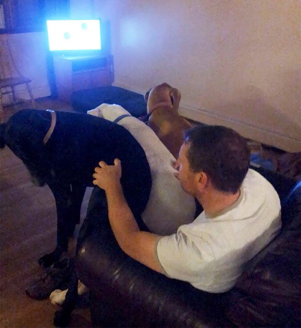 Huge Dogs (30 pics)