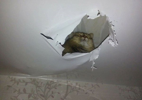 ''Angry'' Cats (25 pics)