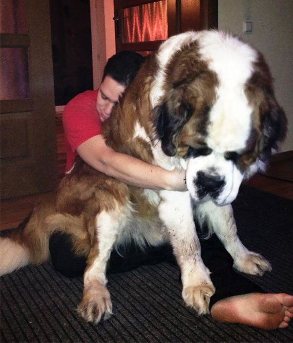 Huge Dogs (30 pics)