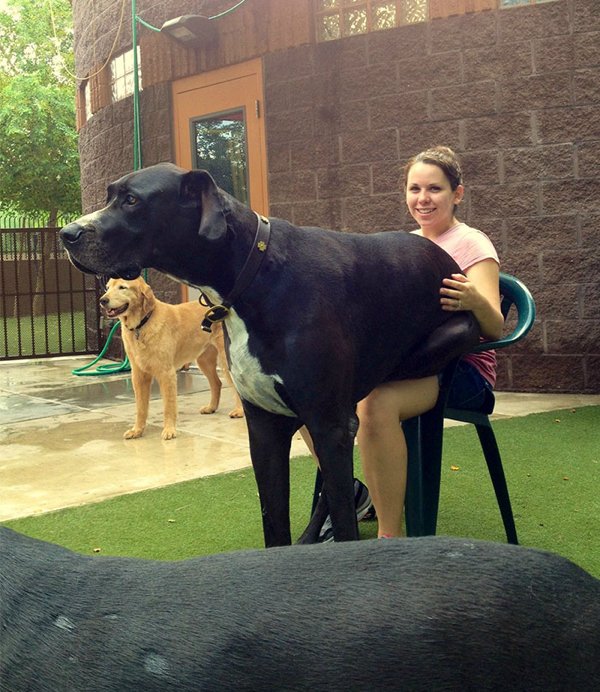 Huge Dogs (30 pics)