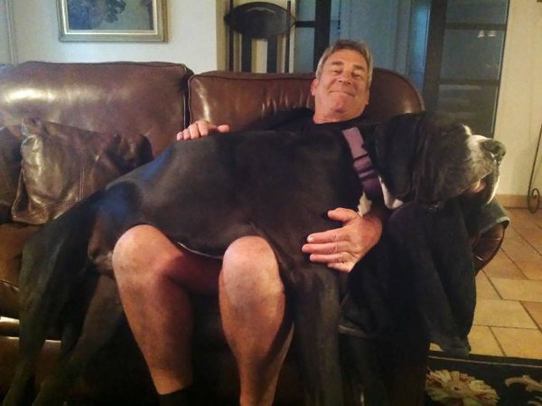 Huge Dogs (30 pics)