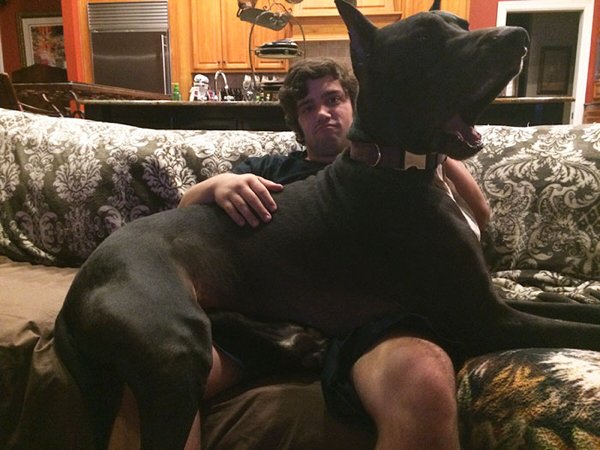 Huge Dogs (30 pics)