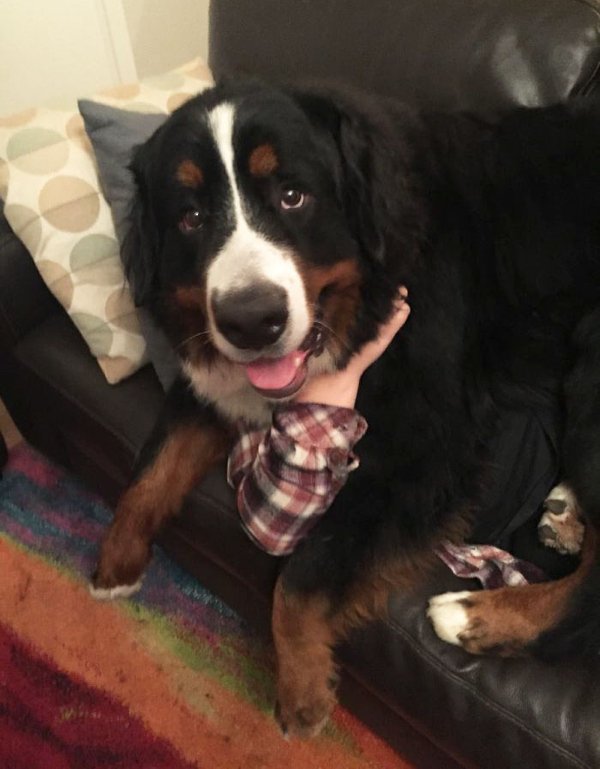 Huge Dogs (30 pics)