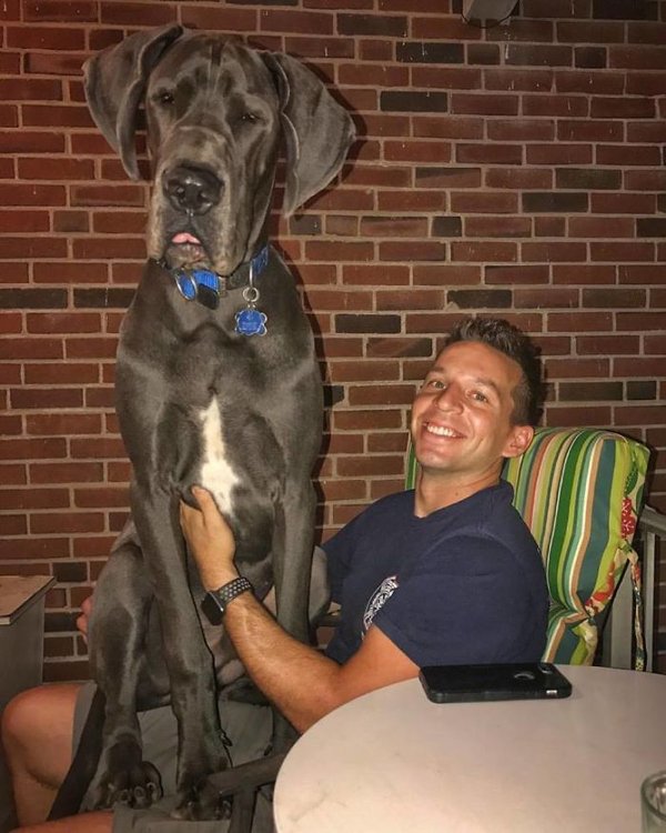Huge Dogs (30 pics)