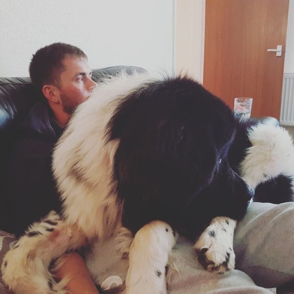 Huge Dogs (30 pics)