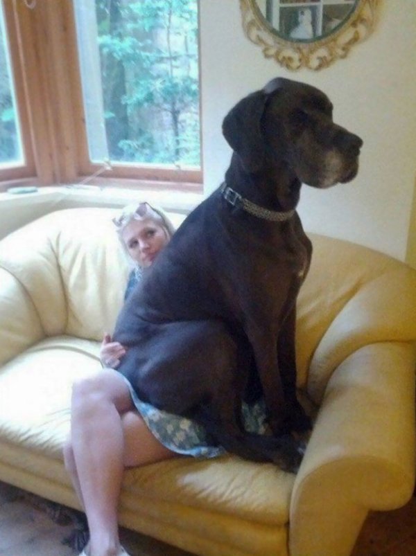 Huge Dogs (30 pics)