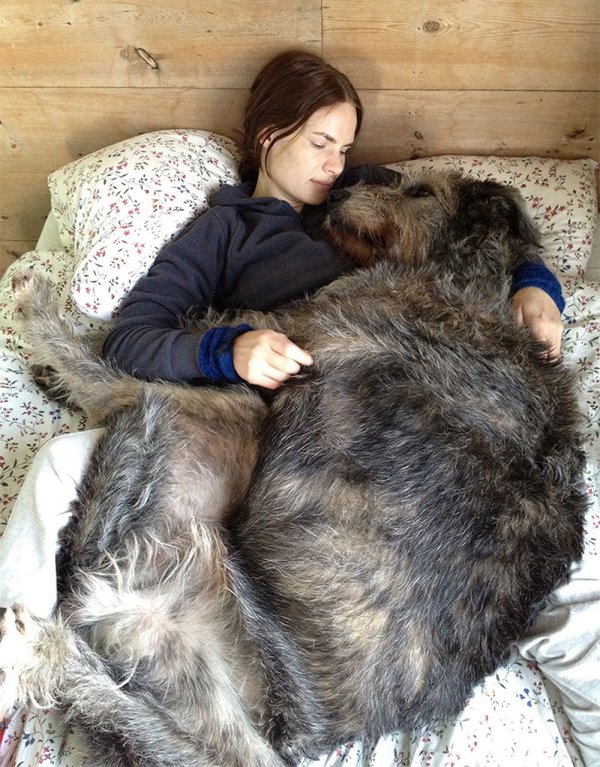 Huge Dogs (30 pics)