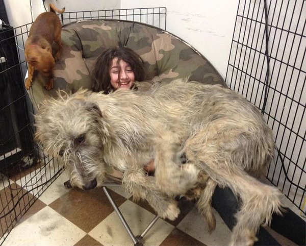 Huge Dogs (30 pics)
