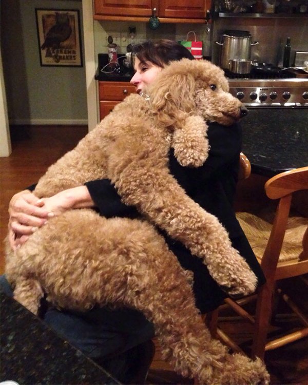 Huge Dogs (30 pics)