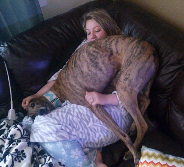 Huge Dogs (30 pics)