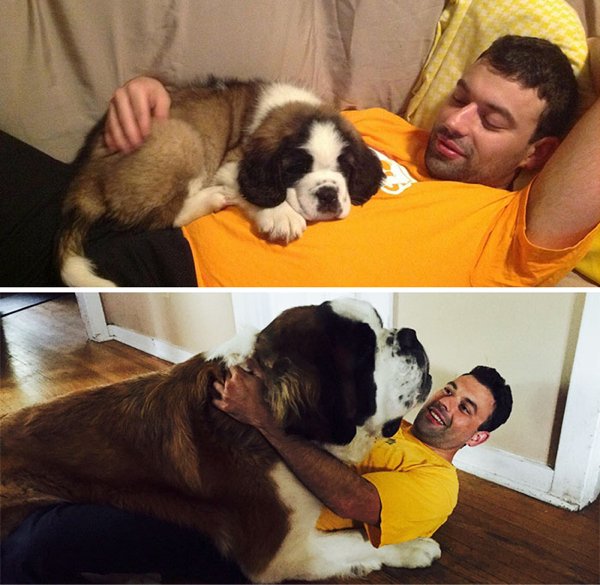 Huge Dogs (30 pics)