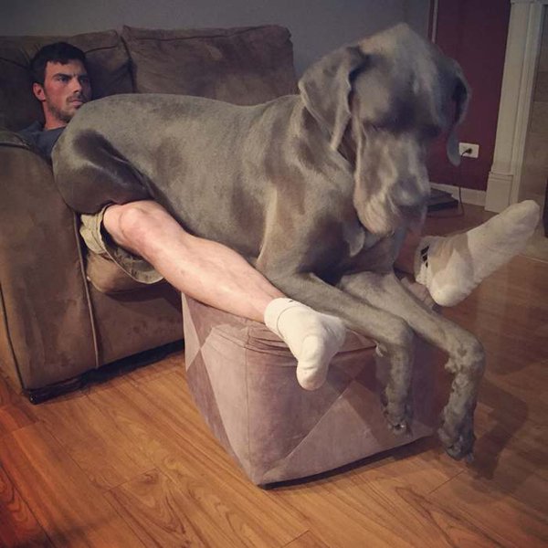 Huge Dogs (30 pics)