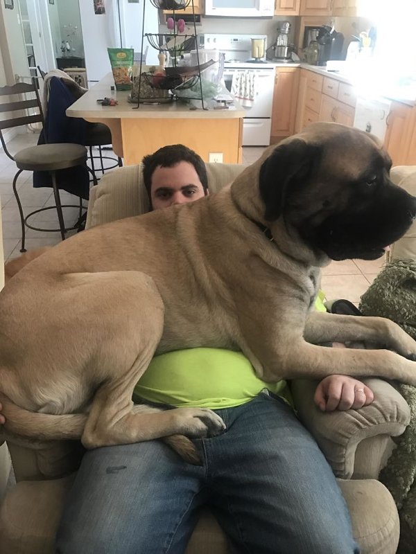 Huge Dogs (30 pics)