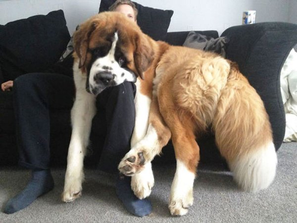 Huge Dogs (30 pics)