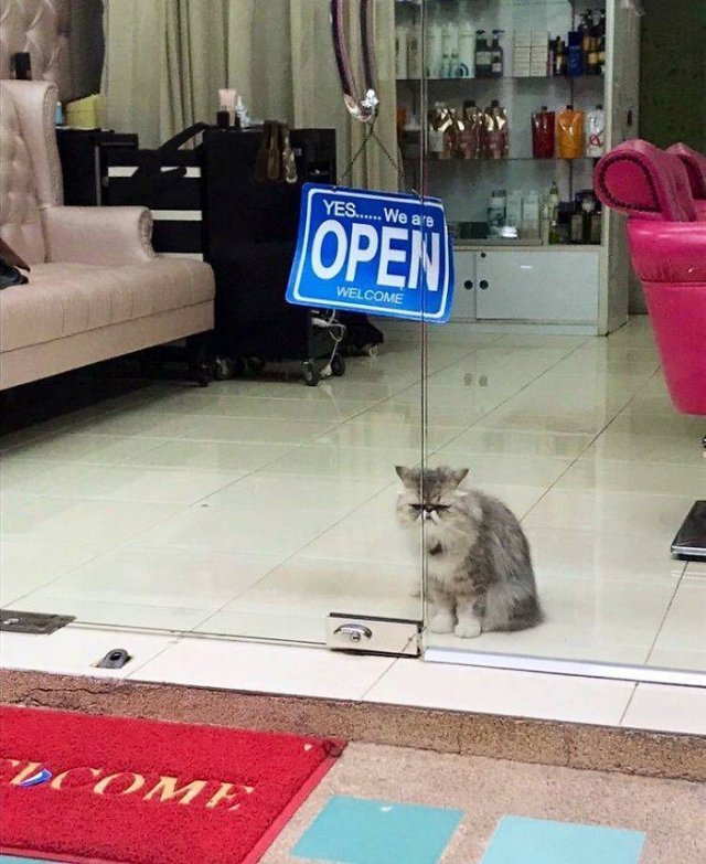 Funny Cats (30 pics)