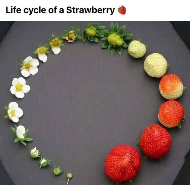 Photos For Perfectionists (44 pics)