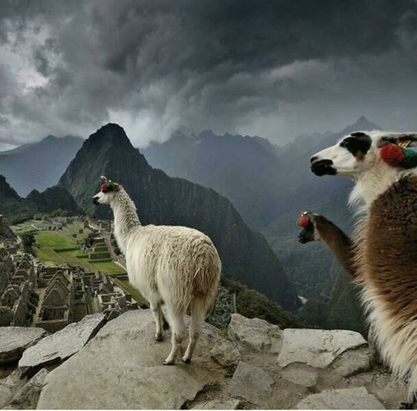Look Twice (50 pics)
