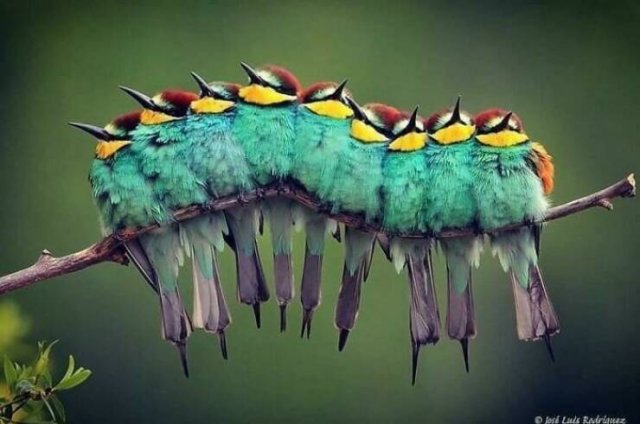 Look Twice (50 pics)