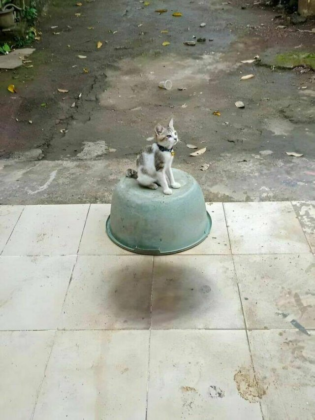 Look Twice (50 pics)