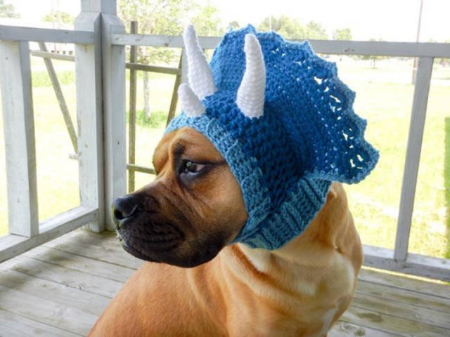 Funny Animals In Crochet Clothes (21 pics)