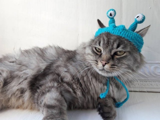 Funny Animals In Crochet Clothes (21 pics)