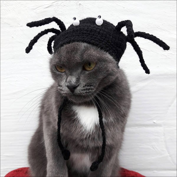 Funny Animals In Crochet Clothes (21 pics)