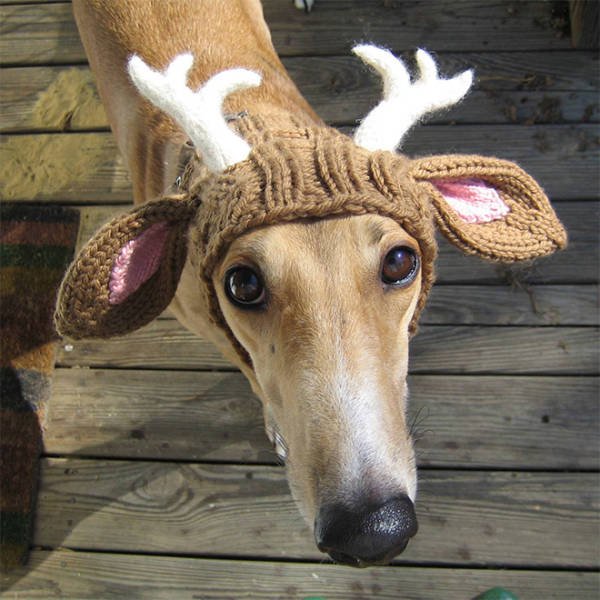 Funny Animals In Crochet Clothes (21 pics)