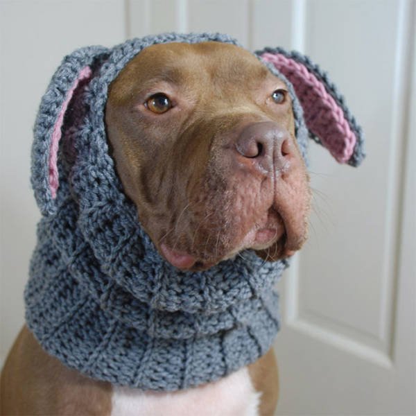 Funny Animals In Crochet Clothes (21 pics)