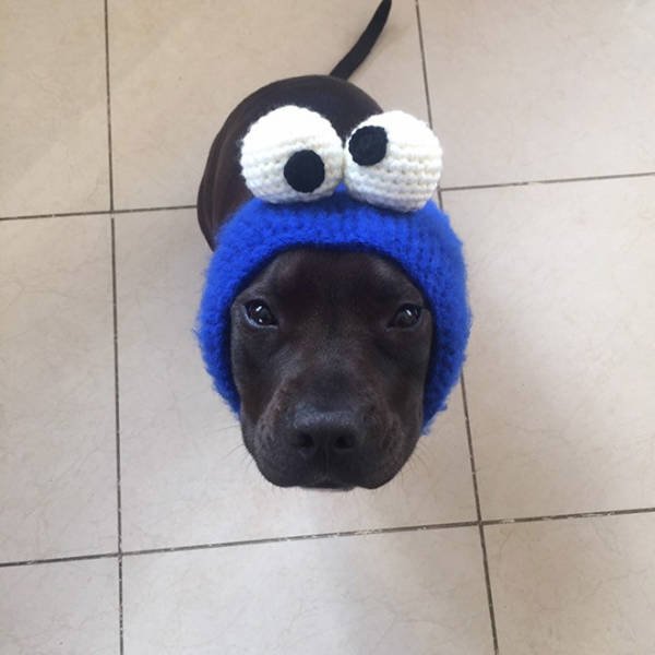 Funny Animals In Crochet Clothes (21 pics)