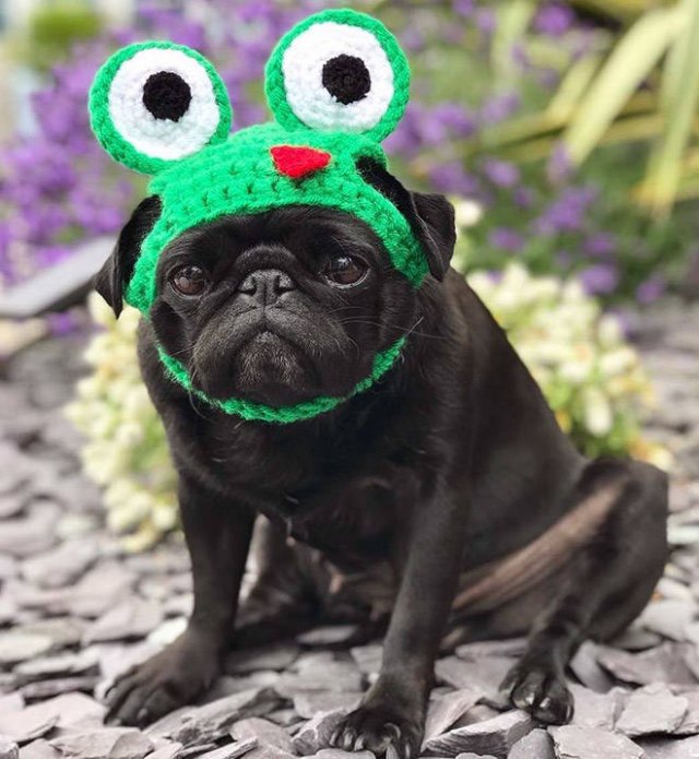 Funny Animals In Crochet Clothes (21 pics)