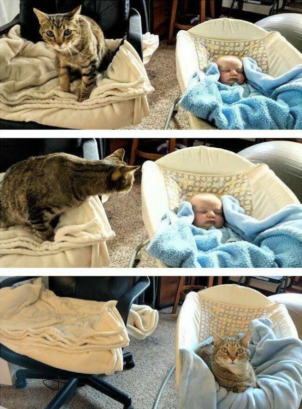Cute Cats (28 pics)