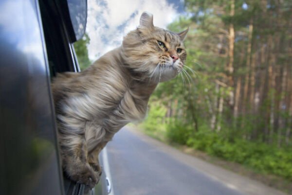 Cute Cats (28 pics)