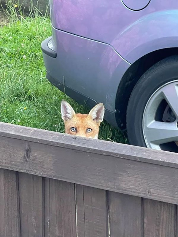 Funny Animals (25 pics)