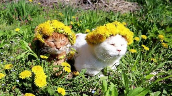Cute Cats (28 pics)