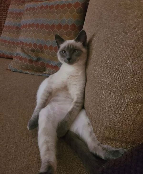 Funny Animals (25 pics)
