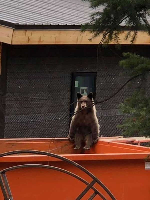 Funny Animals (25 pics)