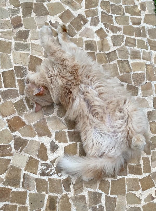 Accidental Camouflage (21 pics)