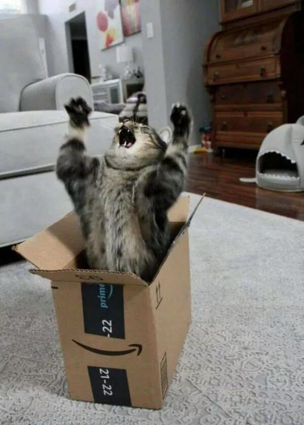 Cute Cats (28 pics)