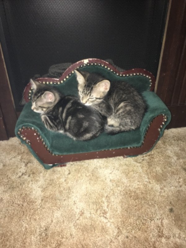 Cute Cats (28 pics)