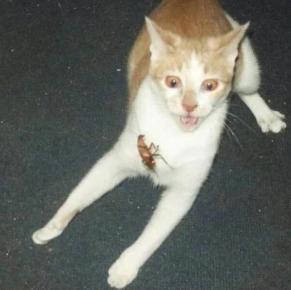 Cute Cats (28 pics)