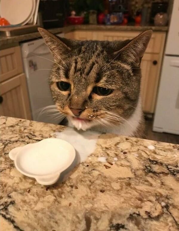 Cute Cats (28 pics)
