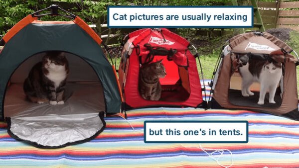 Cute Cats (28 pics)