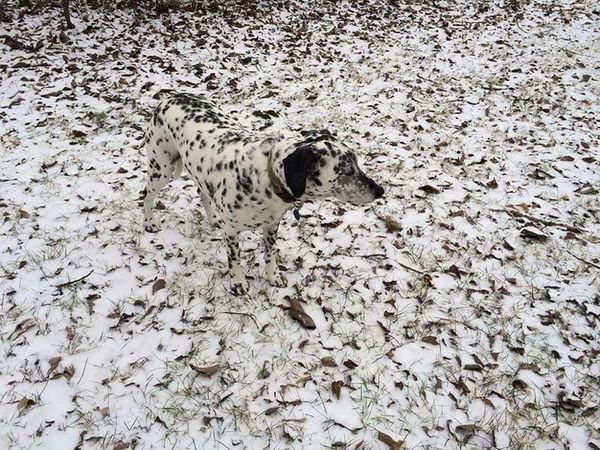 Accidental Camouflage (21 pics)