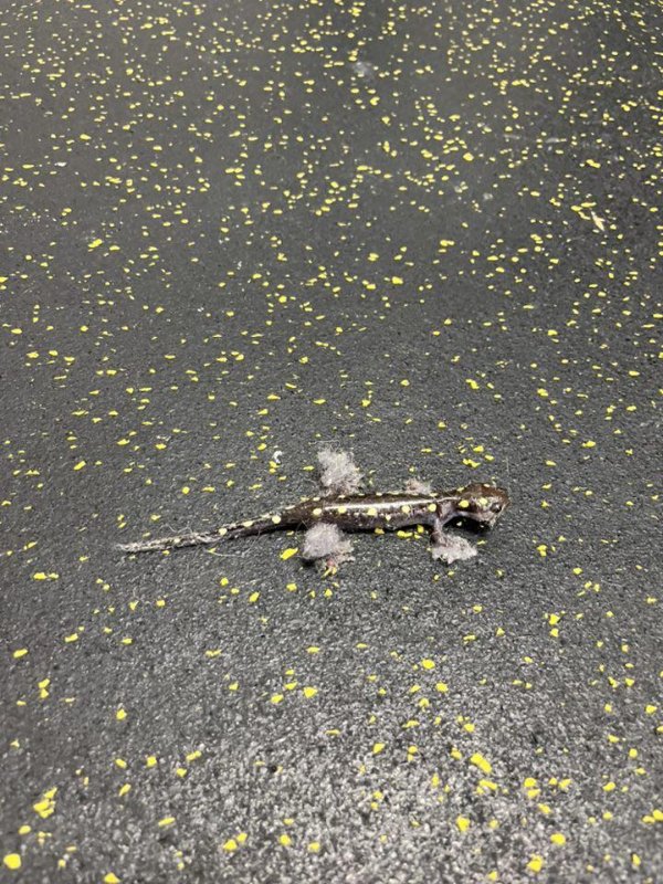 Accidental Camouflage (21 pics)