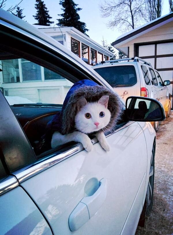 Cute Cats (28 pics)