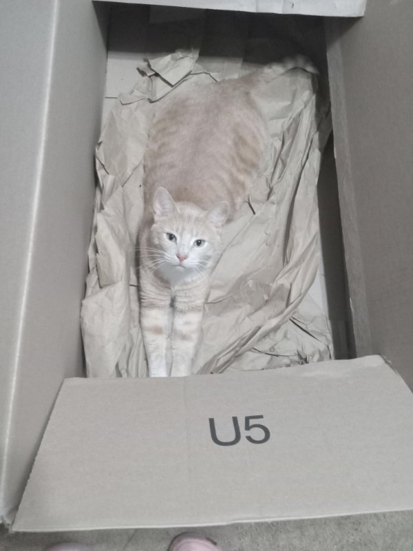 Accidental Camouflage (21 pics)